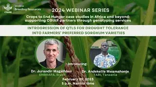 Introgression of QTLs for Drought Tolerance into Farmers’ Preferred Sorghum Varieties