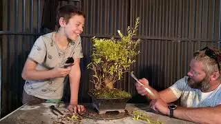 Seth works on his Pomegranate Bonsai