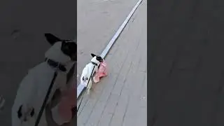 #jackrussellmoments  #собака #веселаясобака