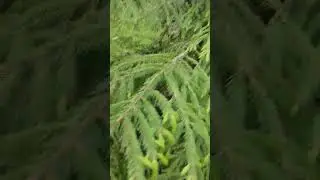 Весна, обновление. Молодые побеги ели.