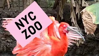 Trip to NYC!!! #nyc #zoo #animals #viral #beautiful #amazing #funny