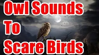 Owl Sounds To Scare Birds