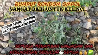 RUMPUT RONDOM OMPOL..SANGAT JOSSHH UNTUK KELINCI.