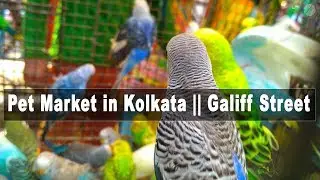 Pet Market in Kolkata || Galiff Street