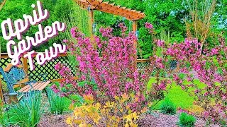 April Garden Tour 2023 | What's In Bloom After Lots Of Winter Damage | Nature Sounds Only