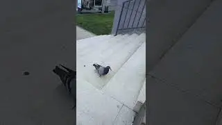 голубь красава