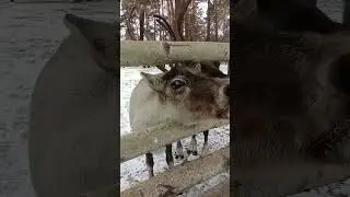 Так вот какой ты, северный олень!