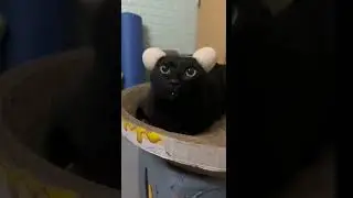 funcat #shortsfeed #funny #catlaughs #dog #hairfalltreatment #pets