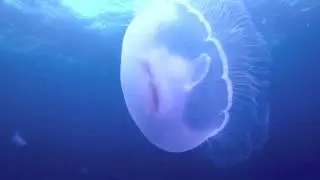 Jellyfish, El Quseir, Egypt