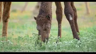 Camel