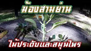 ฆ้องสามย่าน สรรพคุณ | ลักษณะ และ ประโยชน์ ของ ต้นฆ้องสามย่าน | สมุนไพรไทย
