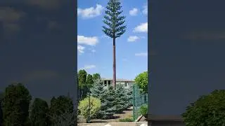 Искусственнше дерево в Краснодаре