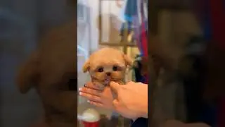 Big eyes, flat nose, such a perfect Maltipoo face💕🥰💕 #cutepuppy #cutedog #maltipoo