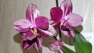 MCL129 Mituo King 'K-Gold' . Цветение фаленопсиса от Миту