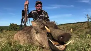 Culling Warthog in South Africa - Pete Safaris