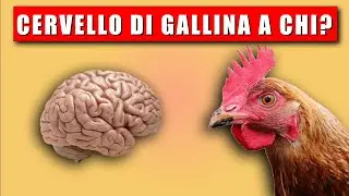 Cervello di gallina! (Brain Awareness Week)