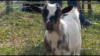 Cabrito#2