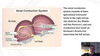 Atrial Conduction Part 1