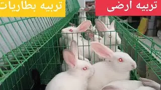ارانب البطاريه أفضل ولا التربيه الأرضى مميزات وعيوب الأرضى والبطاريات