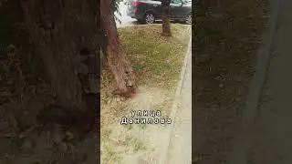 санаторно-курортная белка #shorts