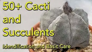 50 Plus Succulent and Cactus Varieties - Identification and Collection