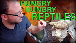 Feeding ALL My REPTILES! Great Quality!