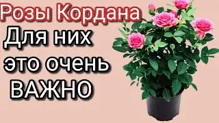 Пересадка РОЗЫ КОРДАНА после покупки|Что в горшке?