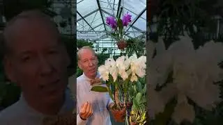 The Trick to Cattleya Floriferousness