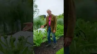 Globe artichokes seed to harvest five months