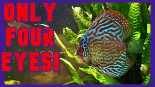 My Discus Are Stunted! (So What?)