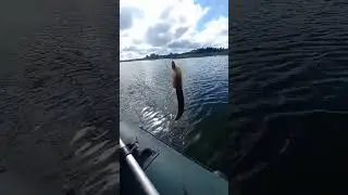 ПРОСТО ЩУЧКА