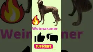 Top 10 beautiful dog breeds in world- with dog photos 