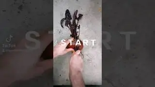 How does An Organic Beet Look Like