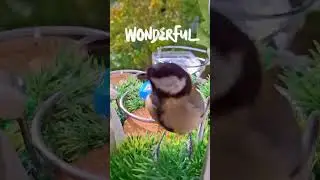 @Futterstelle-Aufgenommen dieses Wochenende 🐦🐦‍⬛☔️❤️🙏🥜 #viralvideo #birds #nature #cute #trending