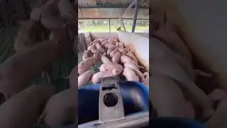 Cerdos De Engorde!😍❤️ #shortsvideo #pigs
