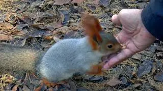 Cute squirrel 🐿️ ❣️ eating seeds.