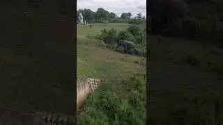 Up close to the elephant #animals #shorts