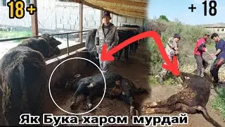 Букаи худ мурда харомай ё халол ? ин фоида ё зарар ?  як Букамон шаб мурдай,  4 апреля 2023 г.