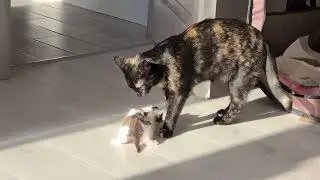 Foster mother cat for rescued kitten! Rescue a kitten if you find one!