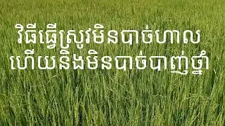 ធ្វើស្រូវដោយមិនបាច់ហាលពូជ