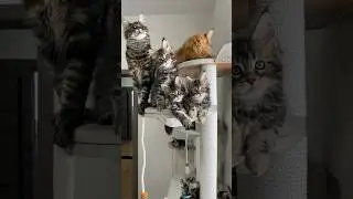 Котятки породы мейн-кун❤️