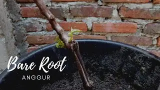 Menanam bare root anggur