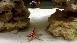 Shrimp cleans starfish