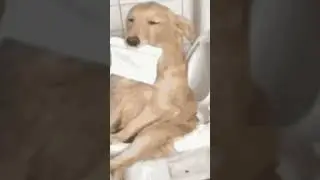 веселая собака на унитазе