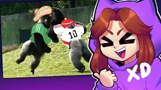 MICTIA PE CAUSA 🦙