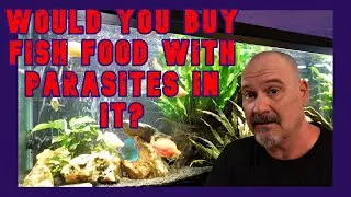 Do Frozen Bloodworms Contain Parasites?