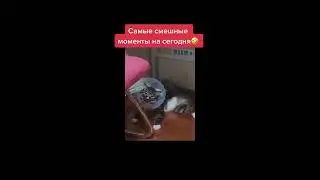 Смешные кошки #shorts
