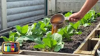 Капуста зав'яже великі качани і відреагує миттєвим зростанням після цього підживлення