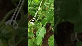 Первые завязи на томатах 💃😊 
