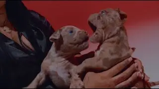Kenya Racaile - Puppy